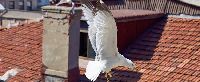 Residential Chimney Animal Removal Solution in Yankton, SD