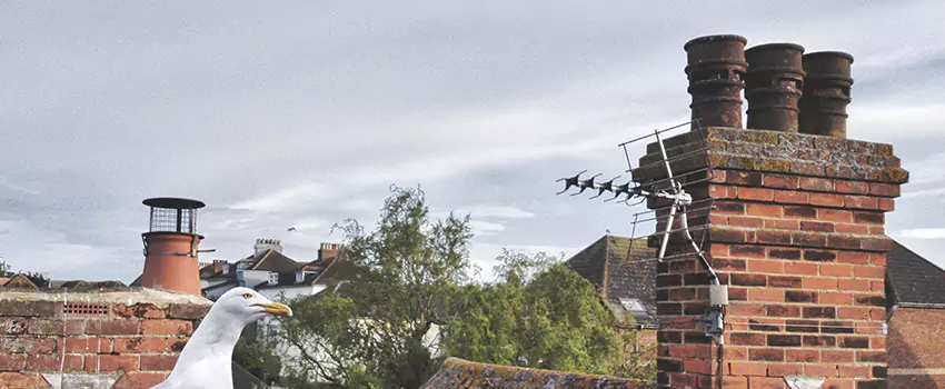 Chimney Cleaning And Restoration in Yankton, South Dakota